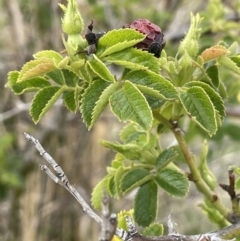 Rosa rubiginosa at Wambrook, NSW - 23 Nov 2023