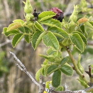 Rosa rubiginosa at Wambrook, NSW - 23 Nov 2023