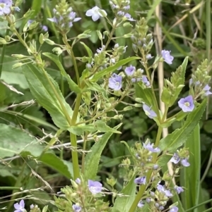 Veronica anagallis-aquatica at Wambrook, NSW - 23 Nov 2023