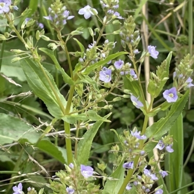 Veronica anagallis-aquatica (Blue Water Speedwell) at Wambrook, NSW - 23 Nov 2023 by JaneR