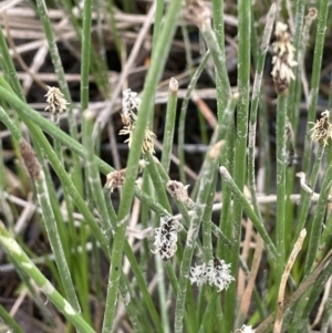 Eleocharis acuta at Wambrook, NSW - 23 Nov 2023