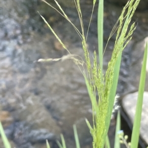 Lachnagrostis filiformis at Wambrook, NSW - 23 Nov 2023