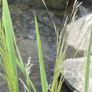 Lachnagrostis filiformis at Wambrook, NSW - 23 Nov 2023