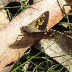 Trapezites phigalioides (Montane Ochre) at Woodlands - 9 Nov 2023 by GlossyGal