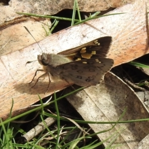 Trapezites phigalioides at Woodlands - 10 Nov 2023 10:55 AM