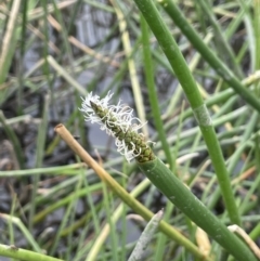 Eleocharis sphacelata (Tall Spike-rush) at Bolaro, NSW - 23 Nov 2023 by JaneR