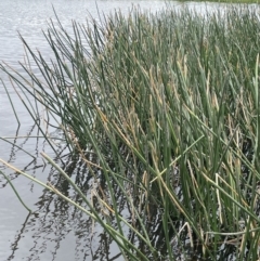 Eleocharis sphacelata at Bolaro, NSW - 23 Nov 2023