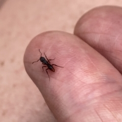 Rhytidoponera aspera (Greenhead ant) at Aranda, ACT - 23 Nov 2023 by Jubeyjubes