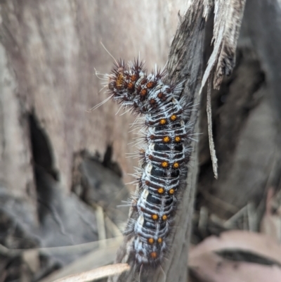 Chelepteryx collesi (White-stemmed Gum Moth) at Holder, ACT - 23 Nov 2023 by Miranda