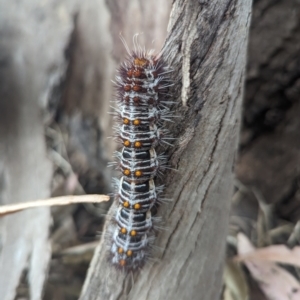 Chelepteryx collesi at Holder, ACT - 24 Nov 2023 09:19 AM