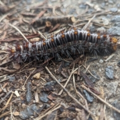 Chelepteryx collesi at Holder, ACT - 24 Nov 2023 09:19 AM