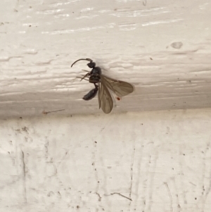 Formicidae (family) at Aranda, ACT - 23 Nov 2023