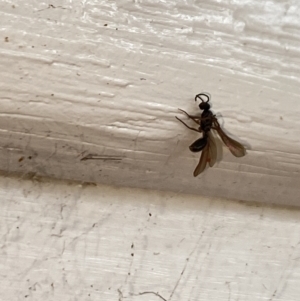 Formicidae (family) at Aranda, ACT - 23 Nov 2023