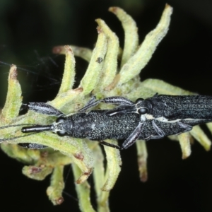 Rhinotia phoenicoptera at Mount Ainslie - 30 Dec 2022