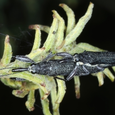 Rhinotia phoenicoptera (Belid weevil) at Ainslie, ACT - 30 Dec 2022 by jb2602