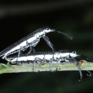 Rhinotia phoenicoptera at Mount Ainslie - 30 Dec 2022