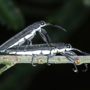 Rhinotia phoenicoptera at Mount Ainslie - 30 Dec 2022