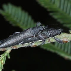 Rhinotia phoenicoptera at Mount Ainslie - 30 Dec 2022