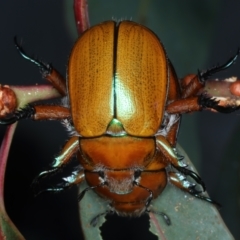 Anoplognathus hirsutus (Hirsute Christmas beetle) at Ainslie, ACT - 30 Dec 2022 by jb2602