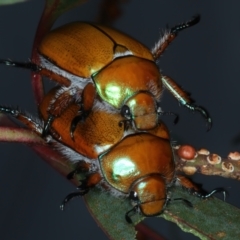 Anoplognathus hirsutus at Mount Ainslie - 30 Dec 2022