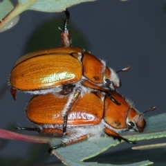 Anoplognathus hirsutus at Mount Ainslie - 30 Dec 2022