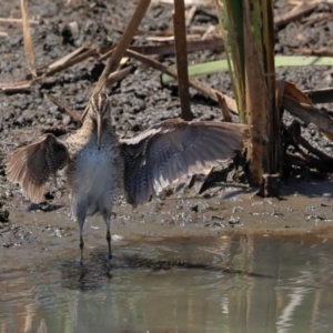 Gallinago hardwickii at Batemans Bay, NSW - 1 Nov 2023 12:50 PM