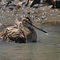 Gallinago hardwickii at Batemans Bay, NSW - 1 Nov 2023 12:50 PM