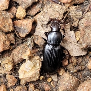 Pterostichini (tribe) at Sullivans Creek, Lyneham South - 24 Nov 2023