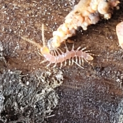 Chilopoda (class) (Centipede) at Sullivans Creek, Lyneham South - 24 Nov 2023 by trevorpreston