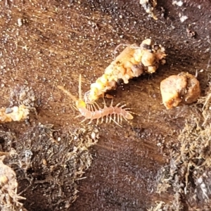 Chilopoda (class) at Sullivans Creek, Lyneham South - 24 Nov 2023 11:32 AM