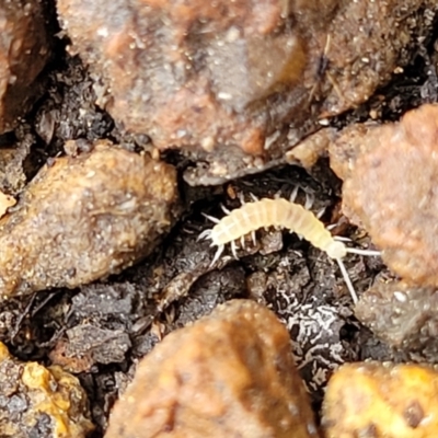 Symphyla (class) (Symphylan or garden centipede) at Sullivans Creek, Lyneham South - 24 Nov 2023 by trevorpreston