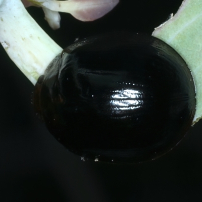 Paropsisterna morio (Morio leaf beetle) at Ainslie, ACT - 30 Dec 2022 by jb2602