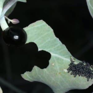 Paropsisterna morio at Mount Ainslie - 30 Dec 2022