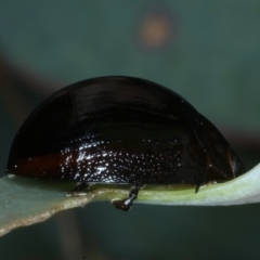 Paropsisterna morio at Mount Ainslie - 30 Dec 2022