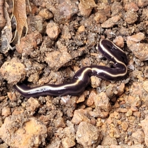 Caenoplana coerulea at Sullivans Creek, Lyneham South - 24 Nov 2023