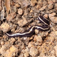Caenoplana coerulea (Blue Planarian, Blue Garden Flatworm) at Lyneham, ACT - 24 Nov 2023 by trevorpreston