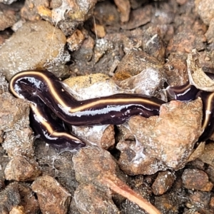 Caenoplana coerulea at Sullivans Creek, Lyneham South - 24 Nov 2023