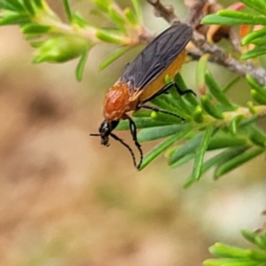 Bibio imitator at Sullivans Creek, Lyneham South - 24 Nov 2023