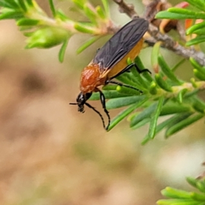 Bibio imitator (Garden maggot) at Sullivans Creek, Lyneham South - 24 Nov 2023 by trevorpreston