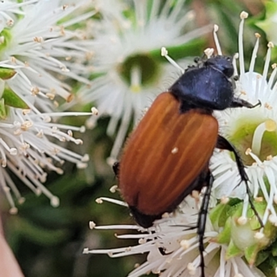 Phyllotocus rufipennis (Nectar scarab) at City Renewal Authority Area - 24 Nov 2023 by trevorpreston