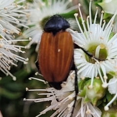 Phyllotocus rufipennis at City Renewal Authority Area - 24 Nov 2023 11:40 AM