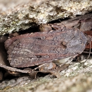 Agrotis infusa at Sullivans Creek, Lyneham South - 24 Nov 2023