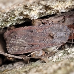 Agrotis infusa (Bogong Moth, Common Cutworm) at Sullivans Creek, Lyneham South - 24 Nov 2023 by trevorpreston