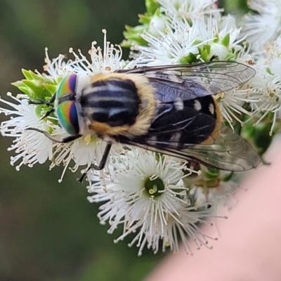 Scaptia (Scaptia) auriflua (A flower-feeding march fly) at City Renewal Authority Area - 24 Nov 2023 by trevorpreston