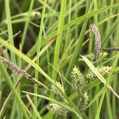 Carex gaudichaudiana (Fen Sedge) at Adaminaby, NSW - 23 Nov 2023 by JaneR