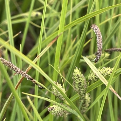 Carex gaudichaudiana (Fen Sedge) at Adaminaby, NSW - 22 Nov 2023 by JaneR