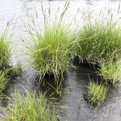 Carex polyantha (A Sedge) at Adaminaby, NSW - 23 Nov 2023 by JaneR