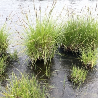 Carex polyantha (A Sedge) at Adaminaby, NSW - 22 Nov 2023 by JaneR