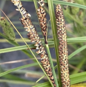 Carex polyantha at Adaminaby, NSW - 23 Nov 2023