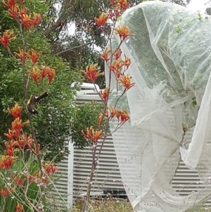 Phylidonyris novaehollandiae at Albury - 24 Nov 2023